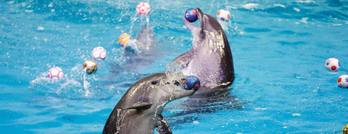 Dolphin & Seal Show - Dubai Dolphinarium